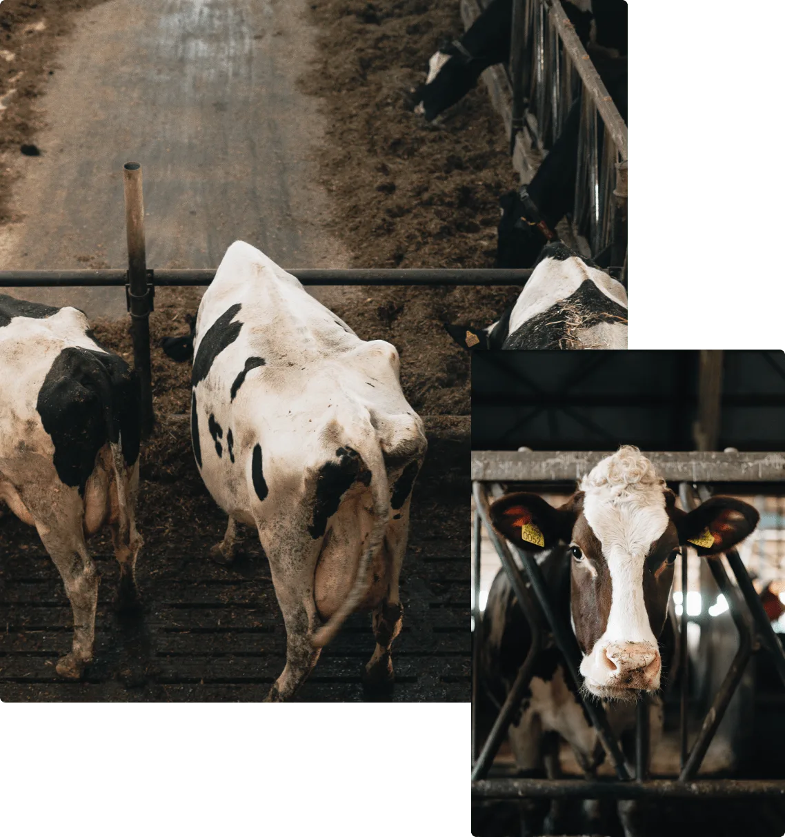 melk-van-eigen-koeien
